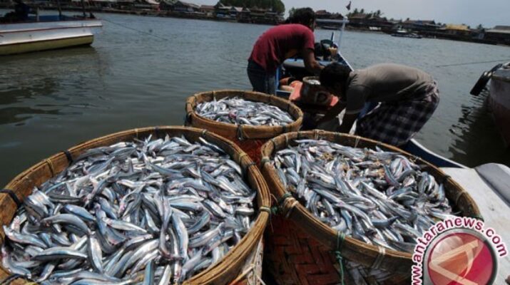 Dampak Kemarau terhadap Produksi Ikan Air Tawar