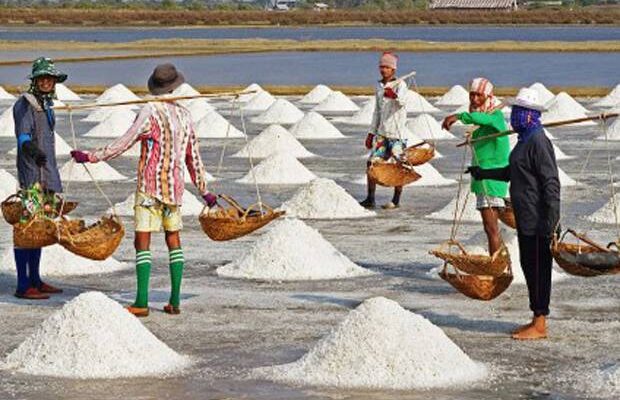 Petani Garam Mulai Panen di Tengah Panas Maksimal